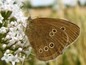 Schornsteinfeger (Aphantopus hyperantus)-L. Klasing