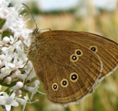 Schornsteinfeger (Aphantopus hyperantus)-L. Klasing