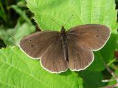 Schornsteinfeger M. (Aphantopus hyperantus)-L. Klasing