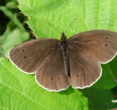 Schornsteinfeger M. (Aphantopus hyperantus)-L. Klasing