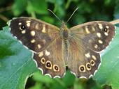 Waldbrettspiel (Pararge aegeria)-L. Klasing