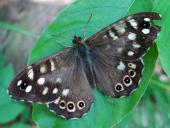 Waldbrettspiel (Pararge aegeria)-L. Klasing