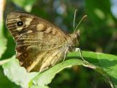 Waldbrettspiel (Pararge aegeria)-L. Klasing