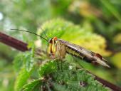 Fächerflügler: Gemeine Skorpionsfliege M. (Panorpa communis)-L. Klasing