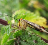 Fächerflügler: Gemeine Skorpionsfliege M. (Panorpa communis)-L. Klasing