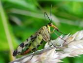 Fächerflügler: Gemeine Skorpionsfliege W. (Panorpa communis)-L. Klasing