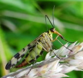 Fächerflügler: Gemeine Skorpionsfliege W. (Panorpa communis)-L. Klasing