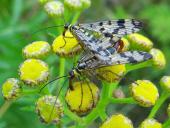 Fächerflügler Paarung: Gemeine Skorpionsfliege (Panorpa communis)