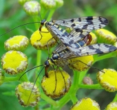 Fächerflügler Paarung: Gemeine Skorpionsfliege (Panorpa communis)