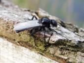 Märzhaarmücke M. (Bibio marci)-L. Klasing