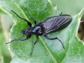 Märzhaarmücke W. (Bibio marci)-L. Klasing