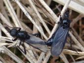 Paarung: Märzhaarmücke (Bibio marci)-L. Klasing