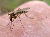 Stechmücke W. (Culex-pipiens)-L. Klasing