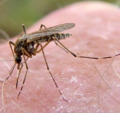 Stechmücke W. (Culex-pipiens)-L. Klasing