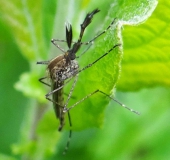 Zuckmücke (Chironomus plumosus)-L. Klasing