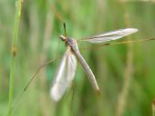 Wiesenschnake (Tipula paludosa)-L. Klasing