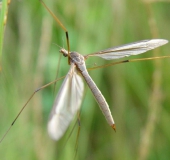 Wiesenschnake (Tipula paludosa)-L. Klasing