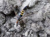 Gelbbindige Schnake w. (Nephrotoma crocata)-L. Klasing