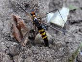 Eiablage: Gelbbindige Schnake W. (Nephrotoma crocata)-L. Klasing