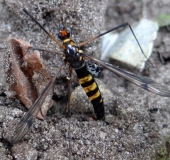 Eiablage: Gelbbindige Schnake W. (Nephrotoma crocata)-L. Klasing