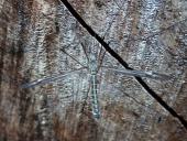 Kohlschnake (Tipula oleracea)-L. Klasing