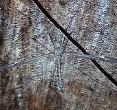 Kohlschnake (Tipula oleracea)-L. Klasing