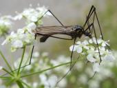 Schnake (Nephrotoma pratensis)-L. Klasing