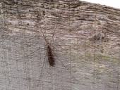 Riesenschnake (Tipula maxima)-L. Klasing