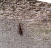 Riesenschnake (Tipula maxima)-L. Klasing