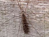 Riesenschnake (Tipula maxima)-L. Klasing