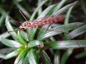 Schnake (Nephrotoma flavipalis)-L. Klasing