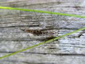 Schnake (Nephrotoma quadrifaria)-L. Klasing