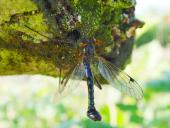 Holzschnake M. (Tanyptera atrata)-L. Klasing