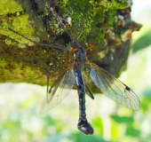 Holzschnake M. (Tanyptera atrata)-L. Klasing