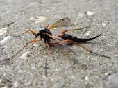 Holzschnake W. (Tanyptera atrata)