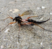 Holzschnake W. (Tanyptera atrata)