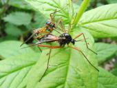 Paarung: Holzschnake m. (Tanyptera atrata)-L. Klasing