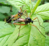 Paarung: Holzschnake m. (Tanyptera atrata)-L. Klasing