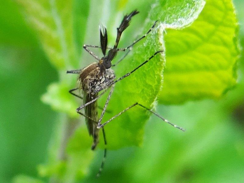 Zuckmücke (Chironomus plumosus)-L. Klasing