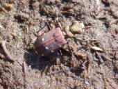 Feld-Sandlaufkäfer (Cicindela campestris)-L. Klasing