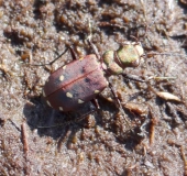 Feld-Sandlaufkäfer (Cicindela campestris)-L. Klasing