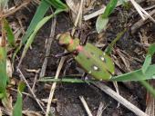 Feld-Sandlaufkäfer (Cicindela campestris)-L. Klasing