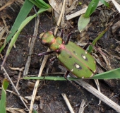 Feld-Sandlaufkäfer (Cicindela campestris)-L. Klasing