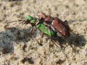 Paarung: Feld-Sandlaufkäfer (Cicindela campestris)-L. Klasing