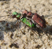 Paarung: Feld-Sandlaufkäfer (Cicindela campestris)-L. Klasing