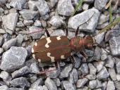 Kupferbrauner Dünen-Sandlaufkäfer (Cicindela hybrida)-L. Klasing