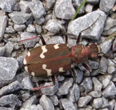 Kupferbrauner Dünen-Sandlaufkäfer (Cicindela hybrida)-L. Klasing