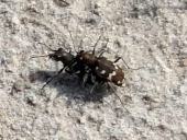 Paarung: Kupferbrauner Dünen-Sandlaufkäfer (Cicindela hybrida)-L. Klasing