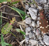 Vergleich Feld-Sandlaufkäfer (Cicindela campestris).-u.-Kupferbrauner-Dünen-Sandlaufkäfer (Cicindela hybrida)-L. Klasing