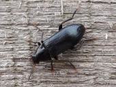 Schwarzblauer Düsterkäfer (Melandrya caraboides)-L. Klasing